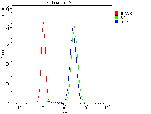 IDO2 / INDOL1 Antibody (aa1-20)