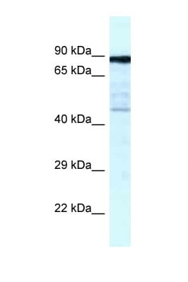 CKAP2 Antibody (aa349-398)
