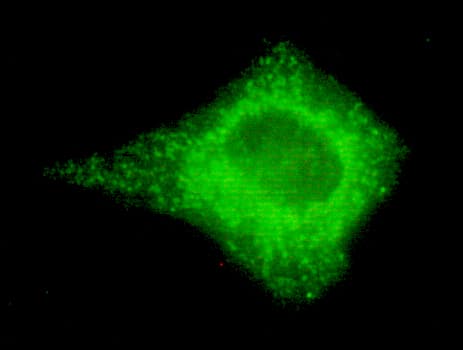 COXIV / COX4 Antibody (C-Terminus)