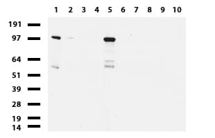 NBN / Nibrin Antibody (aa183-460, clone UMAB100, Carrier-free)