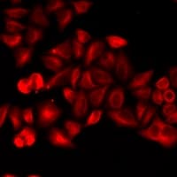 KLRD1 / CD94 Antibody