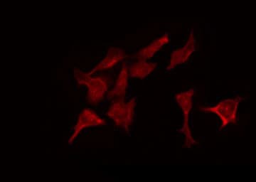 Polyclonal Rabbit anti-Human COPS3 / CSN3 Antibody (IF, WB)
