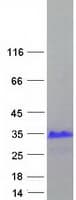 Human XAGE3 Protein (Recombinant Myc-DDK (Flag))