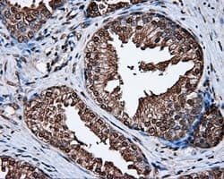 MCL1 / MCL 1 Antibody (clone OTI3A12)
