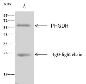 Polyclonal Rabbit anti-Human PHGDH Antibody (Preservative Free, IHC, IF, WB)