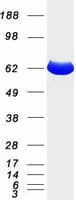 Human EHD2 Protein (Recombinant Myc-DDK (Flag))