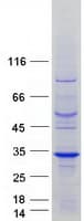 Human RIT2 / RIN Protein (Recombinant Myc-DDK (Flag))