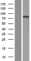 C10orf90 Protein (Over-Expression Lysate Myc-DDK (Flag))