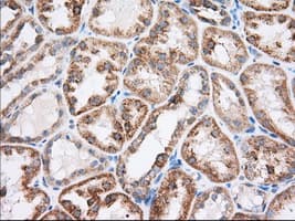 RAB17 Antibody (clone OTI4E7, Carrier-free)