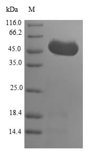 Human GRPEL1 Protein (Recombinant GST, N-terminus)