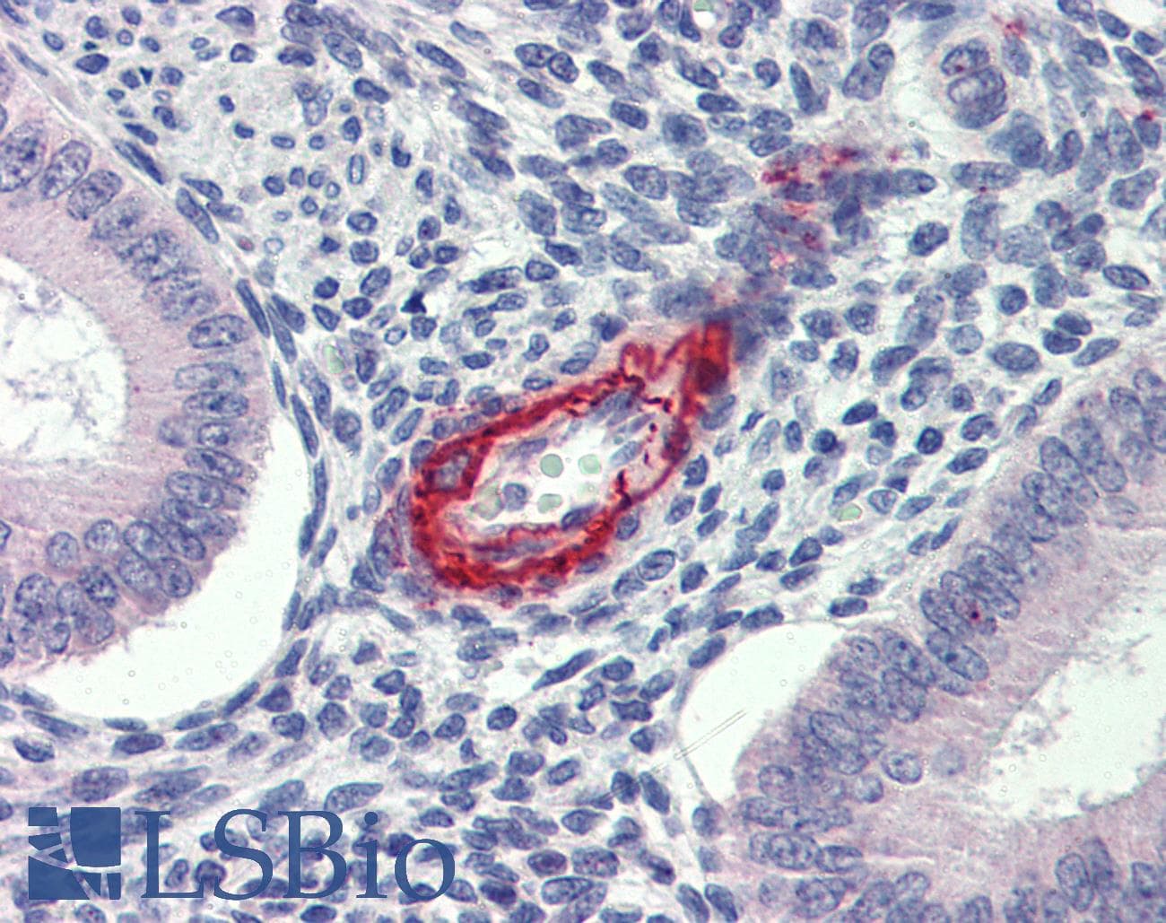 DDAH2 Antibody (N-Terminus)