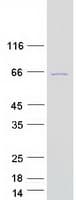 Human MSL3L1 / MSL3 Protein (Recombinant Myc-DDK (Flag))