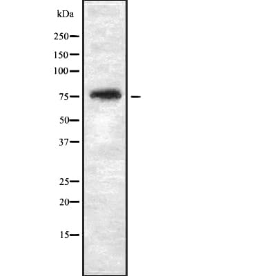 THOC5 Antibody