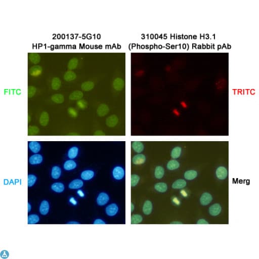 CBX3 / HP1 Gamma Antibody