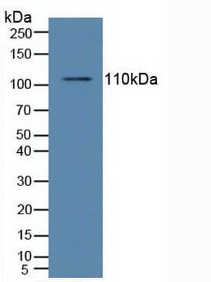 NFKB1 / NF-Kappa-B Antibody (aa805-892)