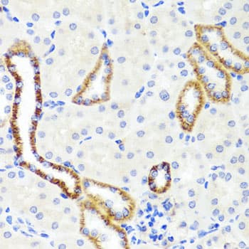 SYNPO / Synaptopodin Antibody