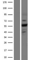 PLXNA4 / Plexin A4 Protein (Over-Expression Lysate Myc-DDK (Flag))