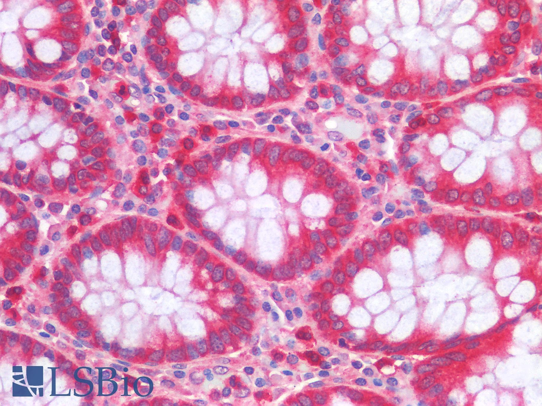 IHC-plus™ TNFSF4 / OX40L / CD252 Antibody
