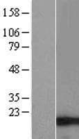 C9orf16 Protein (Over-Expression Lysate Myc-DDK (Flag))