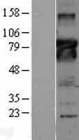 BCL6 Protein (Over-Expression Lysate Myc-DDK (Flag))