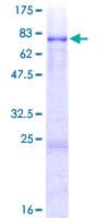 Human VRK3 Protein (Recombinant GST)