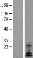 ATP6V0E1 Protein (Over-Expression Lysate Myc-DDK (Flag))