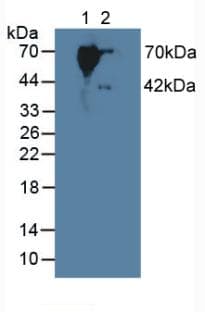 SERPINB9 / PI9 Antibody (aa1-376, Cy3)
