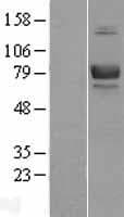 BCAM / CD239 Protein (Over-Expression Lysate Myc-DDK (Flag))