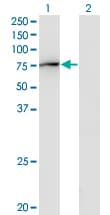 GBP2 Antibody (clone 2A10)
