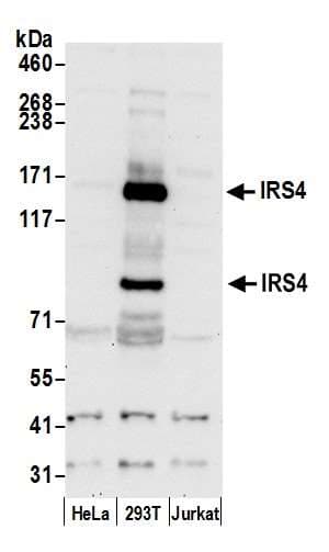 IRS4 Antibody (aa1207-1257)
