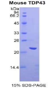Mouse TDP-43 / TARDBP Protein (Recombinant His, N-Terminal)