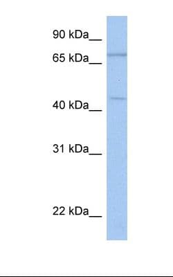 ISLR2 Antibody (aa182-231, Biotin)