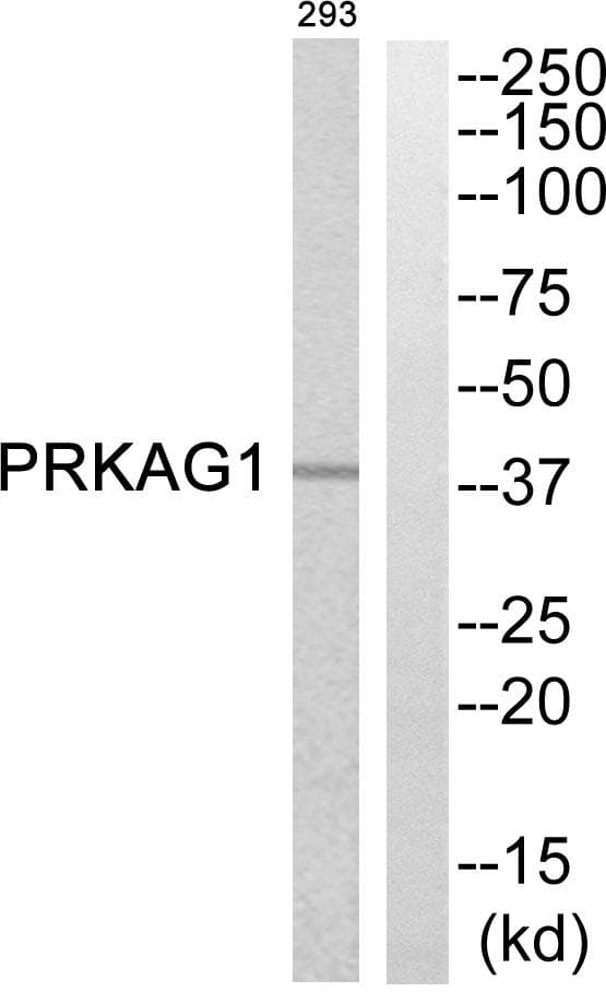 PRKAG1 / AMPK Gamma 1 Antibody