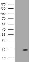 DDT / Dopamine Tautomerase Antibody (clone OTI2H3)
