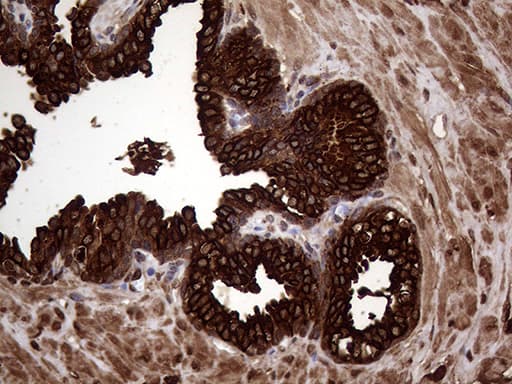 AGR2 Antibody (aa21-175, clone OTI5F1)