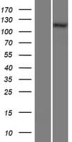 COL28A1 Protein (Over-Expression Lysate Myc-DDK (Flag))
