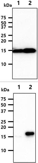 FIS1 Antibody (clone AT3B7)