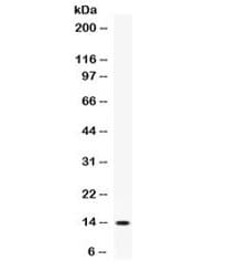 CXCL5 Antibody