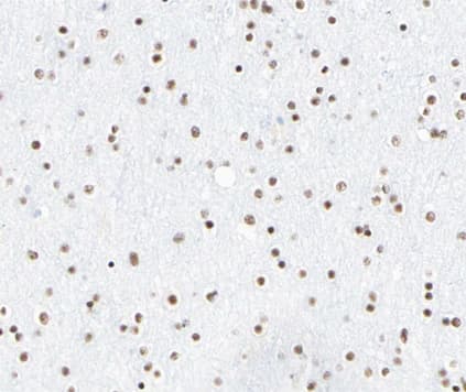 CLOCK Antibody