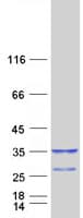 Human KCNIP2 / KCHIP2 Protein (Recombinant Myc-DDK (Flag))