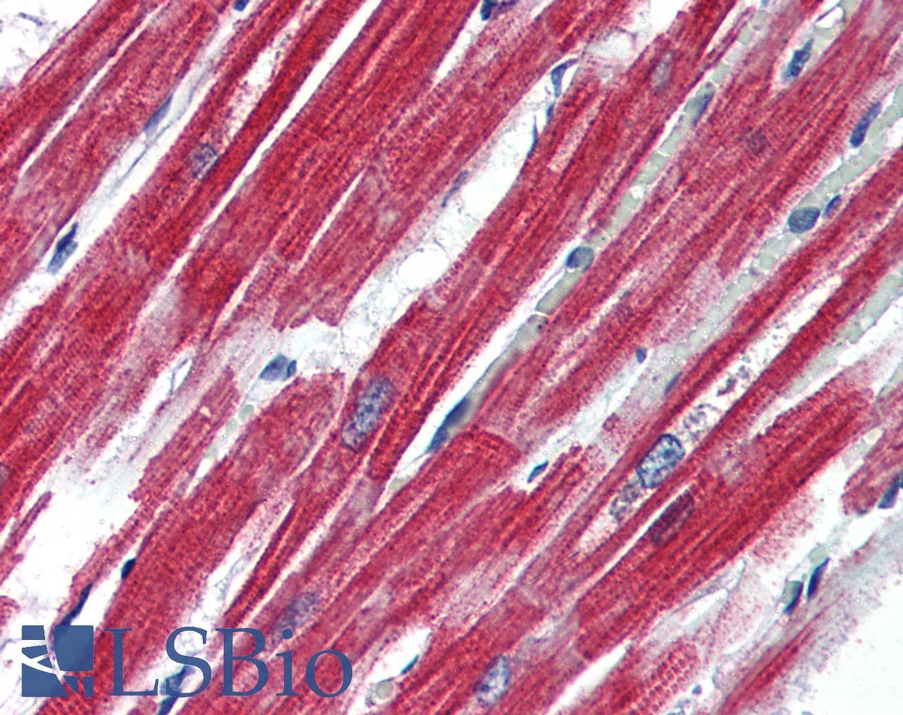 IHC-plus™ LEPR / Leptin Receptor Antibody (aa829-841)