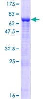 Human PELO Protein (Recombinant GST)