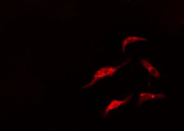 ARMC6 Antibody