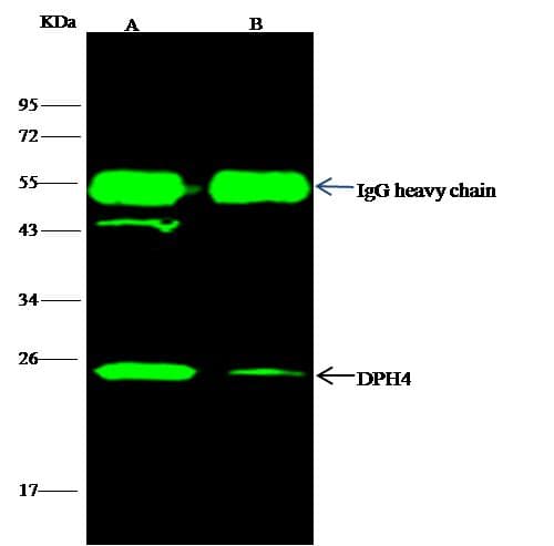 DNAJC24 Antibody (Preservative Free)