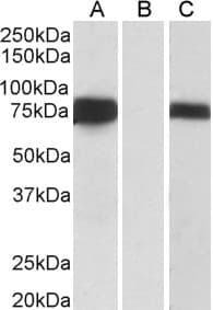PathPlus™ FOXC1 Antibody (aa541-553)