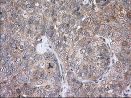 PDE4A / PDE4 Antibody (clone OTI5C6)