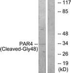 F2RL3 / PAR4 Antibody (aa29-78)