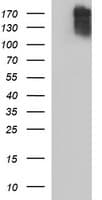 COL15A1 / Collagen XV Alpha 1 Antibody (clone OTI1C5, Carrier-free)