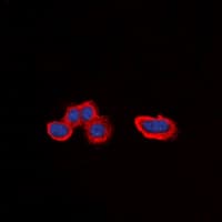 ADRA1A Antibody (Internal)