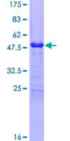 Human SPA17 / Sperm Protein 17 (Recombinant GST)